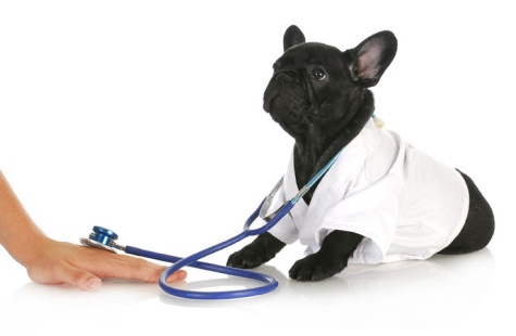 veterinary care - french bulldog doctor taking care of human patient on white background