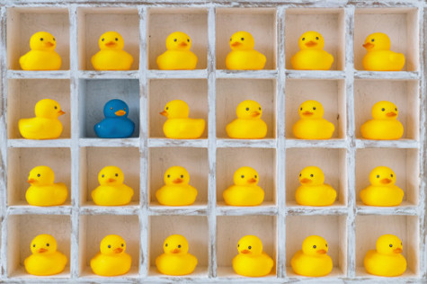 Pigeon hole box with 24 boxes, 23 are filled with small yellow rubber ducks and one has a differeent coloured blue duck. Concept image representing standing out from the crowd, being different, not fitting in etc.