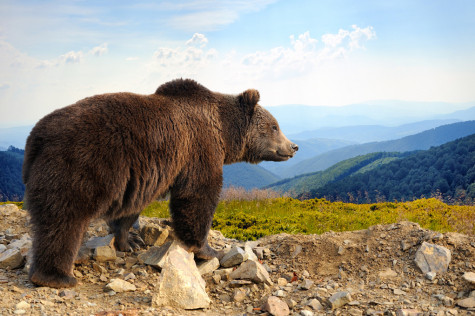 Big brown bear (Ursus arctos) in the mountain