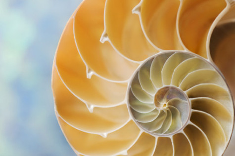 "A macro close-up of the interior chambers of a nautilus shell (very shallow DOF with focus on the innermost, center chambers). Please see some similar pictures from my portfolio:"
